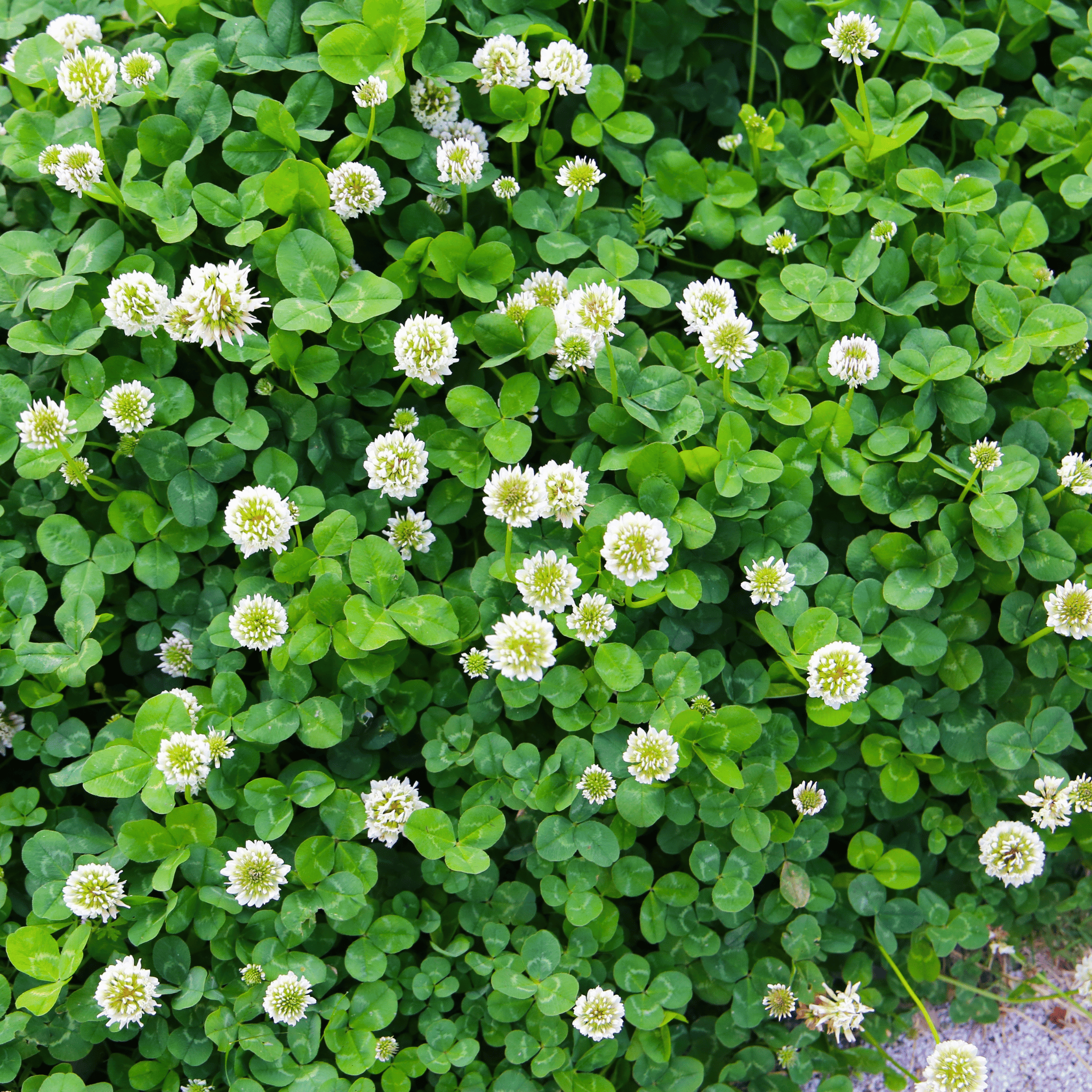 White Clover (Irish Clover) - 1,000 Seeds seed packet from Seed Therapy – American - grown, heirloom seeds