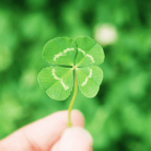 White Clover (Irish Clover) - 1,000 Seeds seed packet from Seed Therapy – American - grown, heirloom seeds