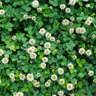 White Clover (Irish Clover) - 1,000 Seeds seed packet from Seed Therapy – American - grown, heirloom seeds