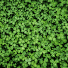 White Clover (Irish Clover) - 1,000 Seeds seed packet from Seed Therapy – American - grown, heirloom seeds