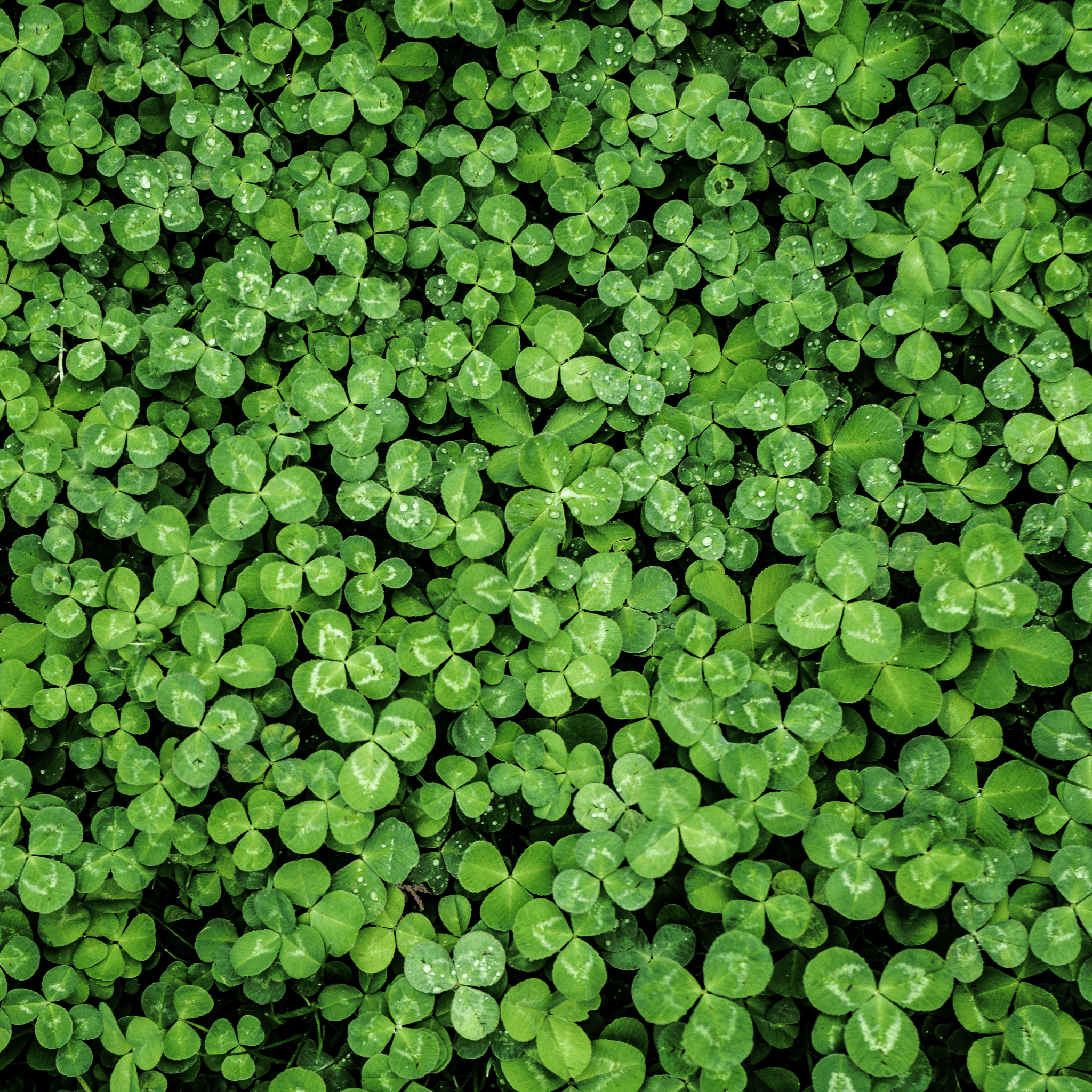 White Clover (Irish Clover) - 1,000 Seeds seed packet from Seed Therapy – American - grown, heirloom seeds