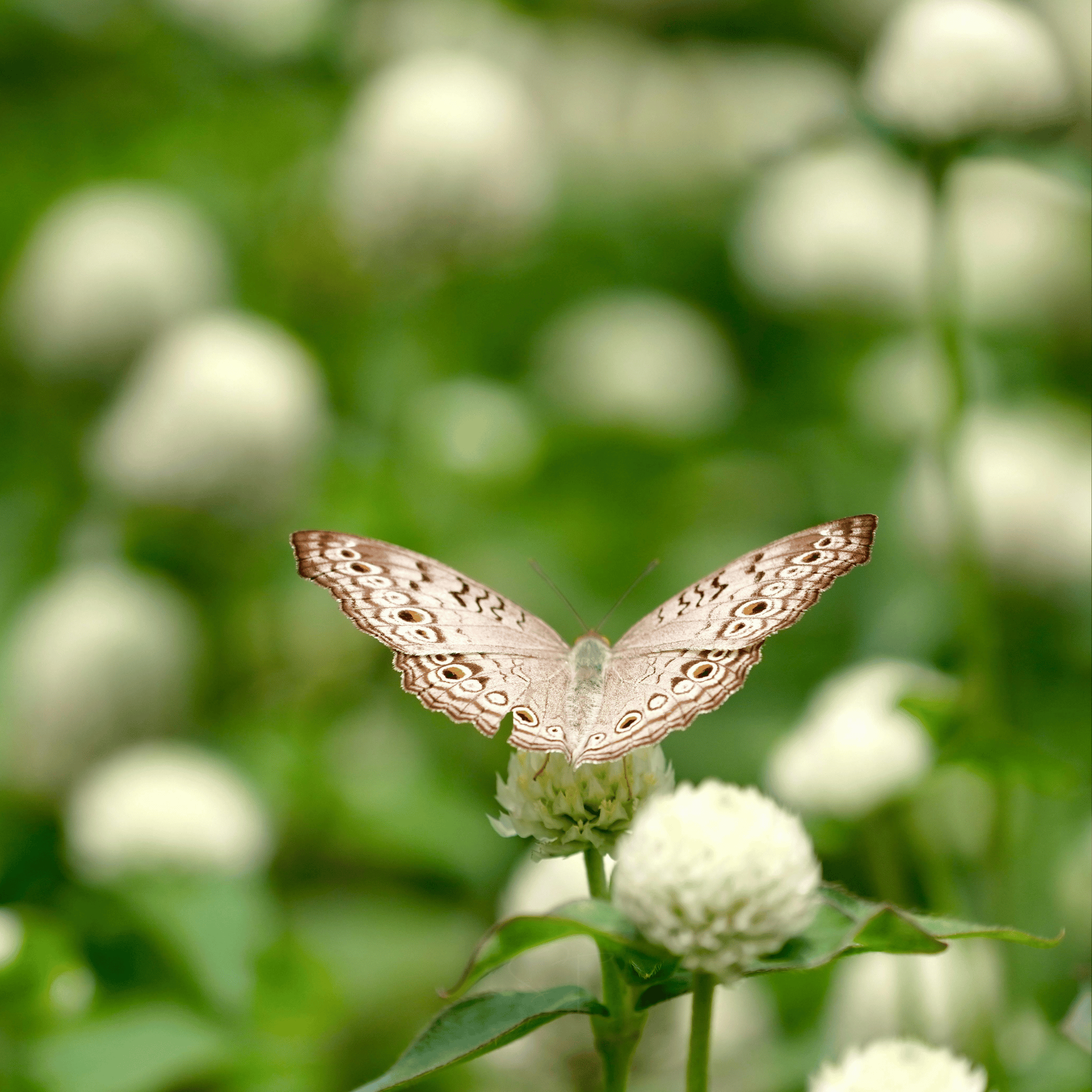 White Clover (Irish Clover) - 1,000 Seeds seed packet from Seed Therapy – American - grown, heirloom seeds
