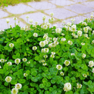White Clover (Irish Clover) - 1,000 Seeds seed packet from Seed Therapy – American - grown, heirloom seeds