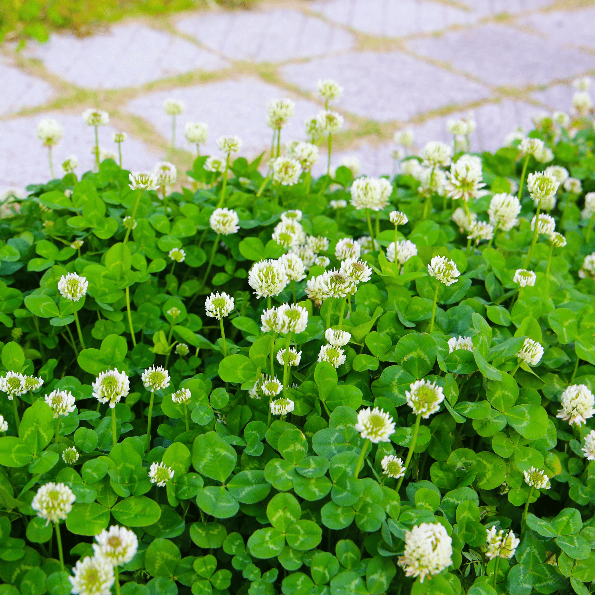 White Clover (Irish Clover) - 1,000 Seeds seed packet from Seed Therapy – American - grown, heirloom seeds