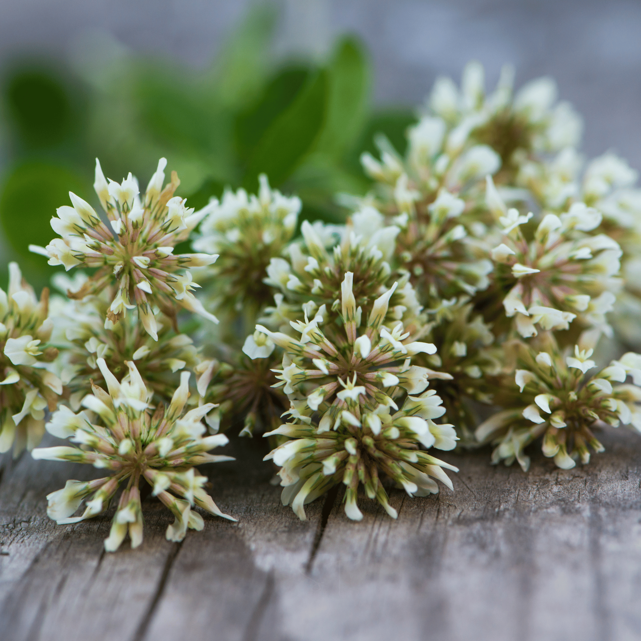 White Clover (Irish Clover) - 1,000 Seeds seed packet from Seed Therapy – American - grown, heirloom seeds