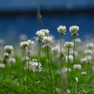 White Clover (Irish Clover) - 1,000 Seeds seed packet from Seed Therapy – American - grown, heirloom seeds