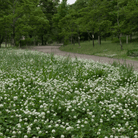 White Clover (Irish Clover) - 1,000 Seeds seed packet from Seed Therapy – American - grown, heirloom seeds