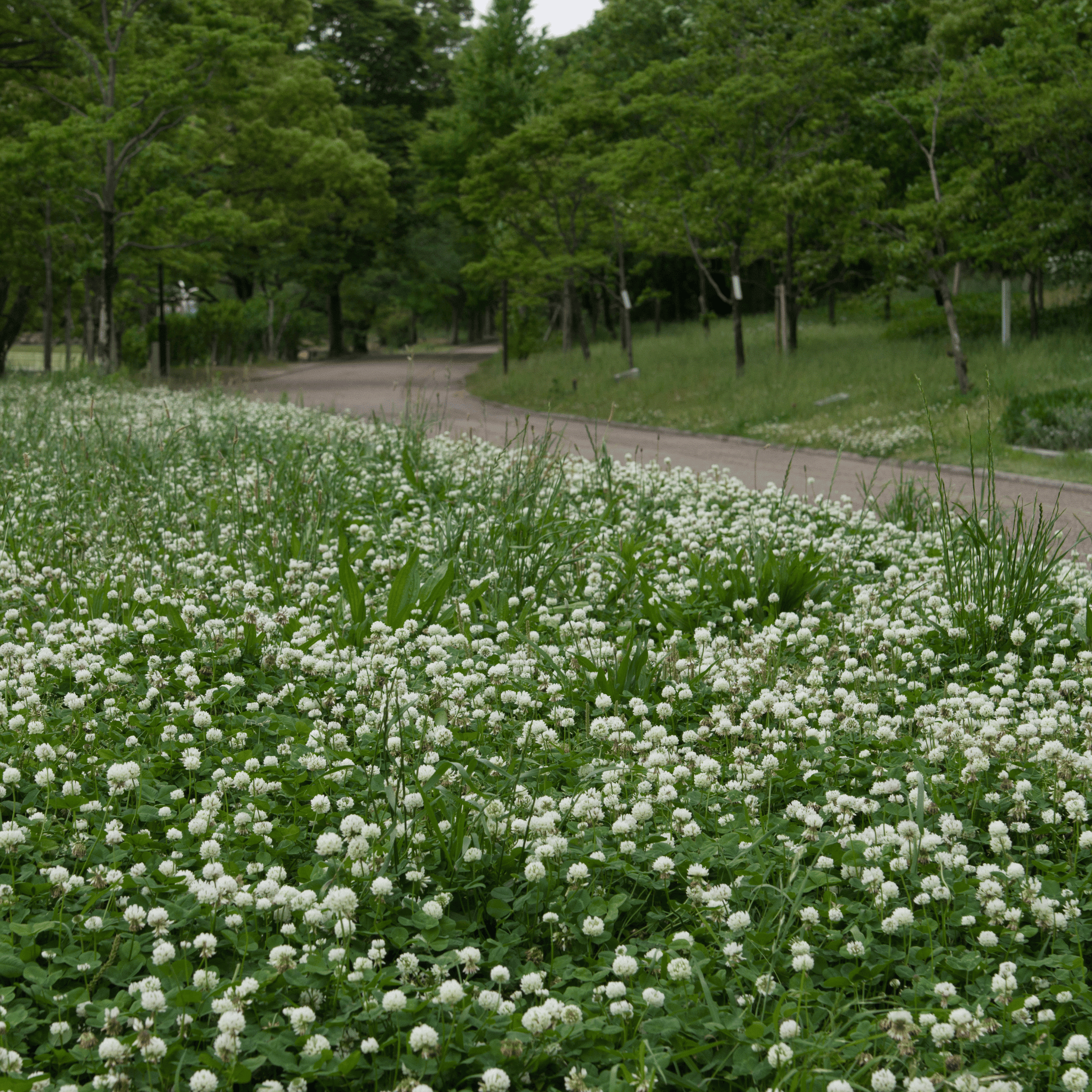 White Clover (Irish Clover) - 1,000 Seeds seed packet from Seed Therapy – American - grown, heirloom seeds