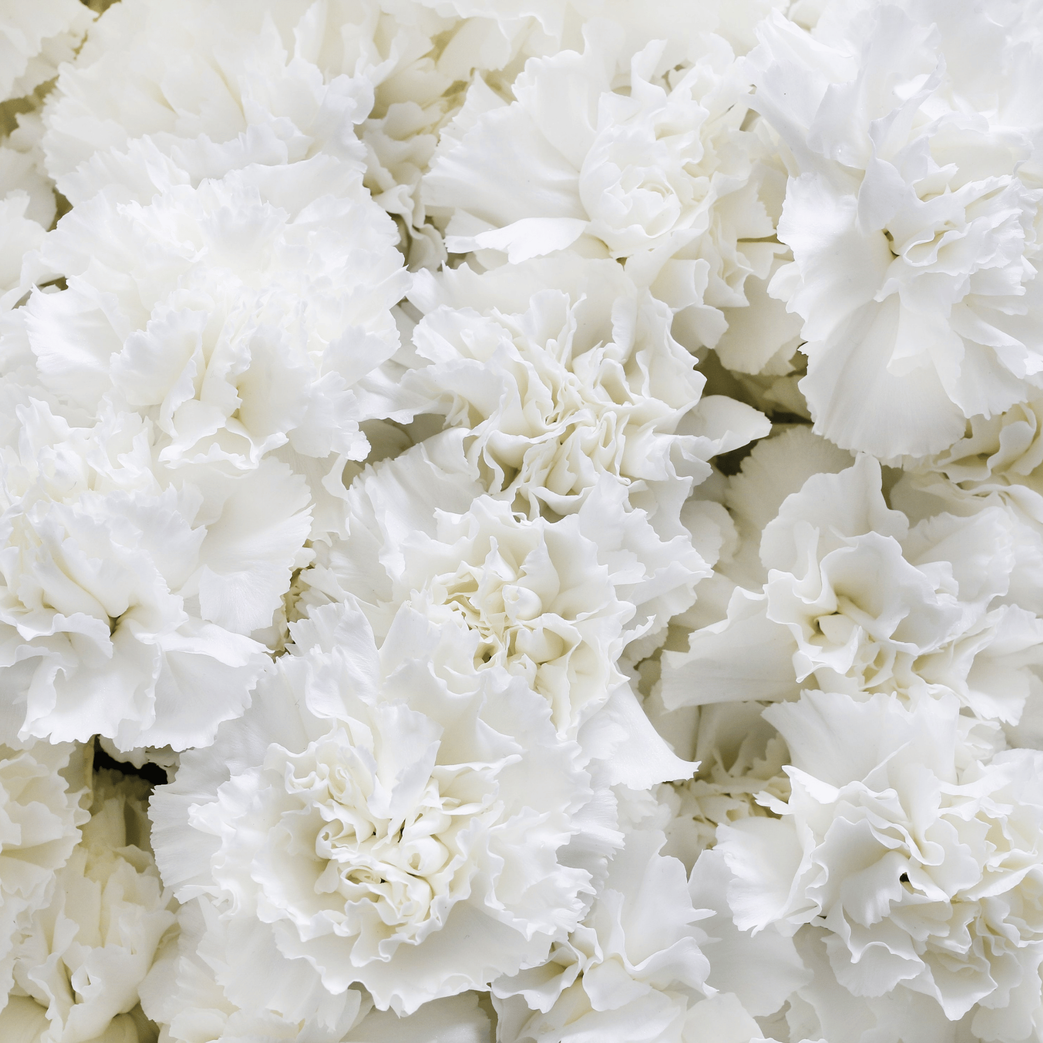 White Grenadin Carnation – 25 Seeds seed packet from Seed Therapy – American - grown, heirloom seeds