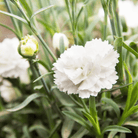 White Grenadin Carnation – 25 Seeds seed packet from Seed Therapy – American - grown, heirloom seeds