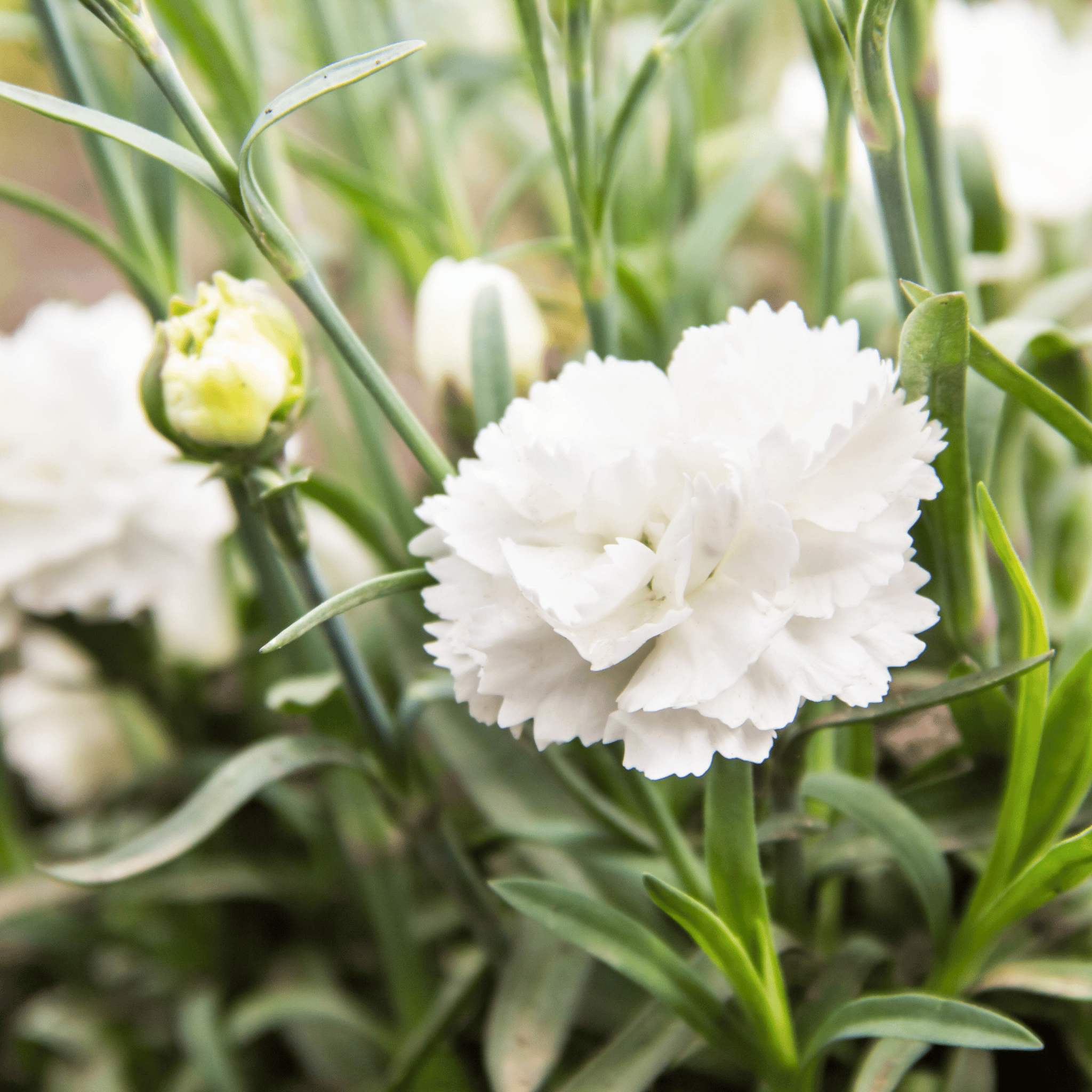 White Grenadin Carnation – 25 Seeds seed packet from Seed Therapy – American - grown, heirloom seeds