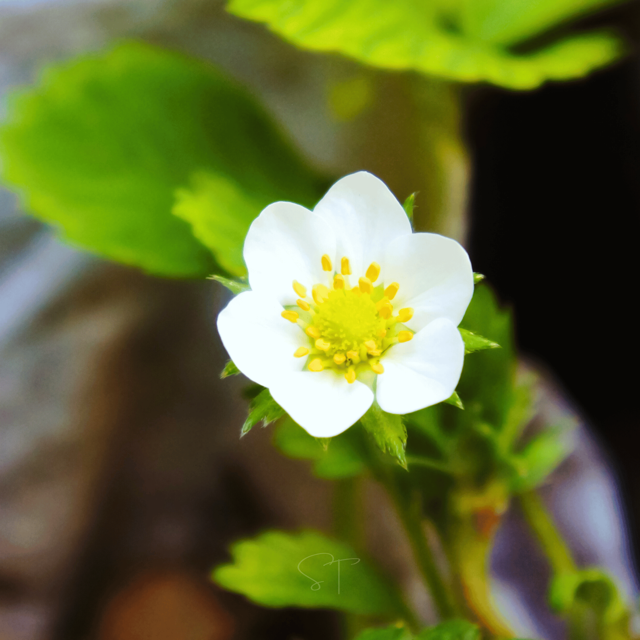 White Soul Strawberry – 100 Seeds seed packet from Seed Therapy – American - grown, heirloom seeds