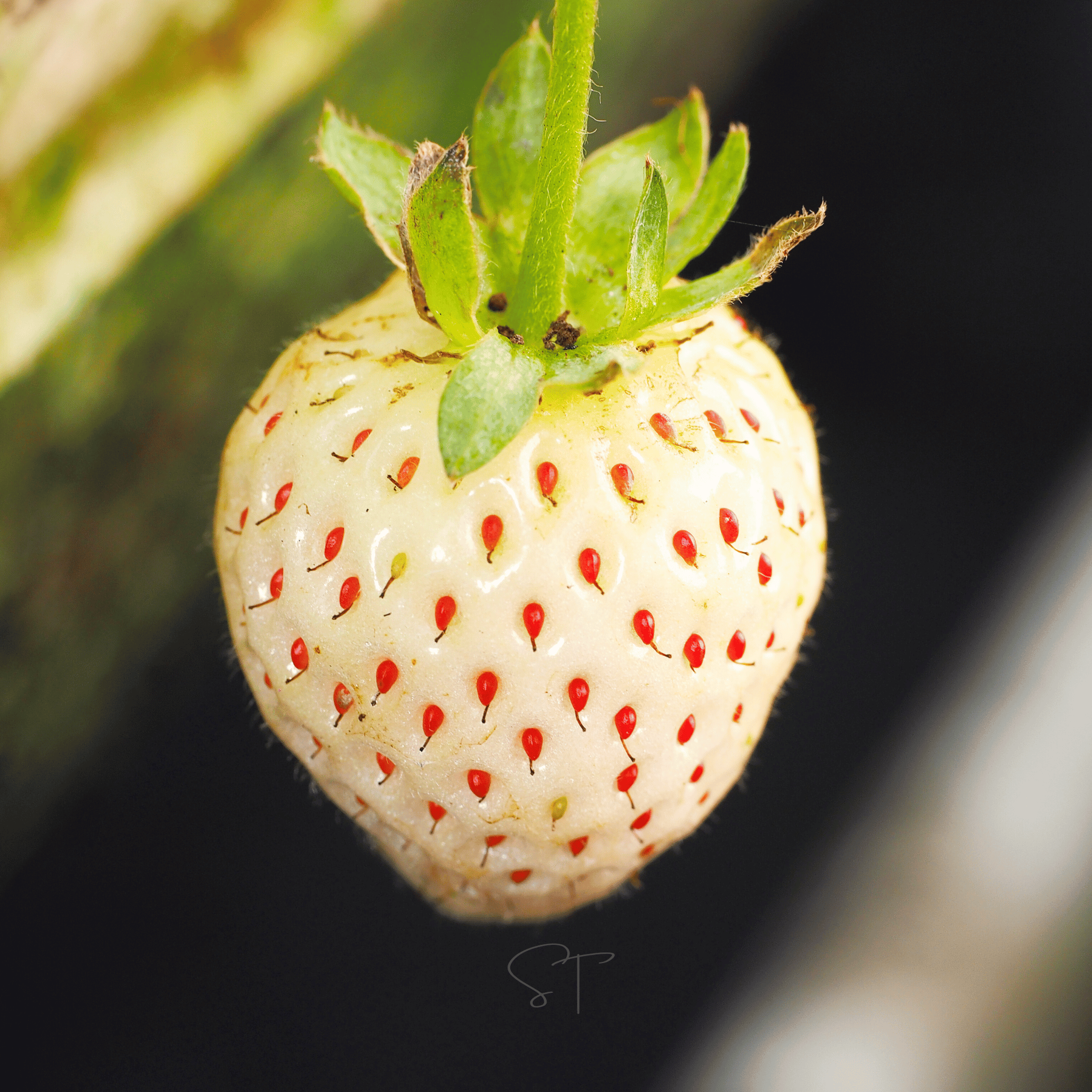White Soul Strawberry – 100 Seeds seed packet from Seed Therapy – American - grown, heirloom seeds