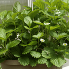 White Soul Strawberry – 100 Seeds seed packet from Seed Therapy – American - grown, heirloom seeds