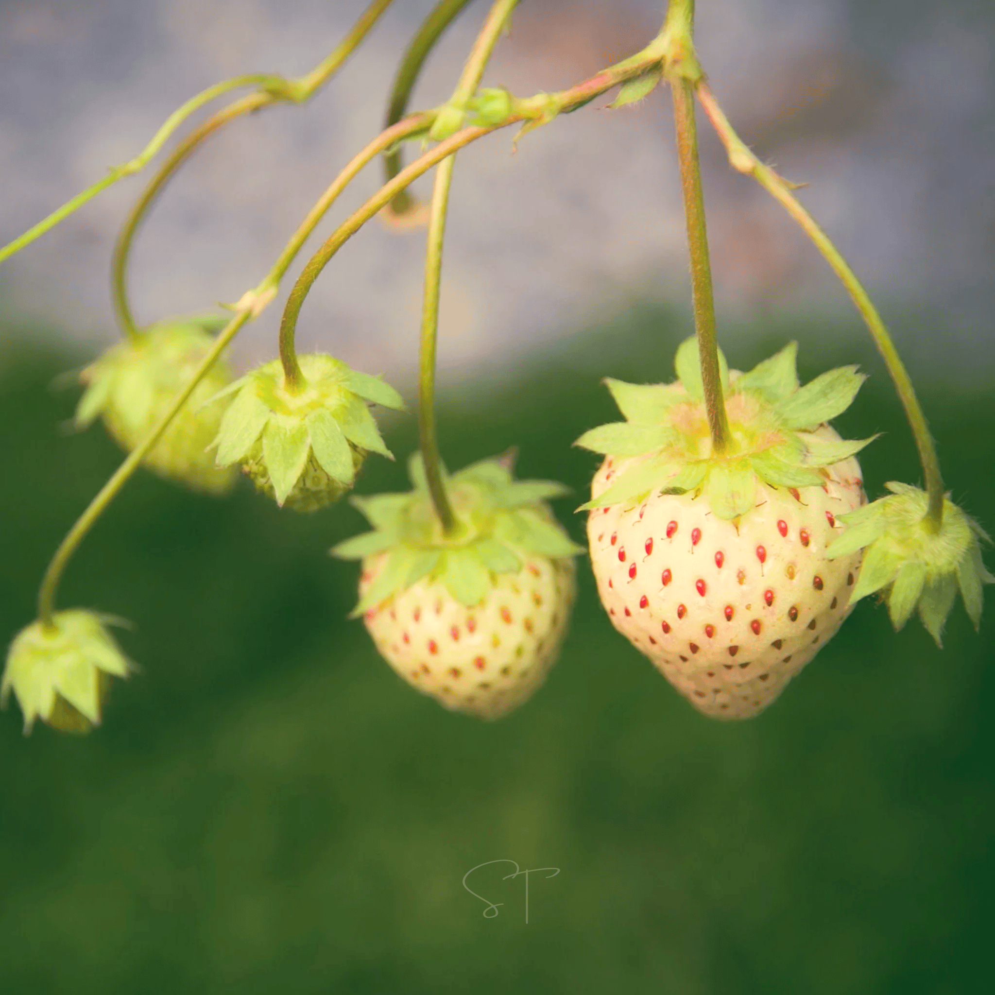 White Soul Strawberry – 100 Seeds seed packet from Seed Therapy – American - grown, heirloom seeds