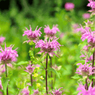 Wild Bergamot Bee Balm (Mintleaf) – 100 Seeds seed packet from Seed Therapy – American - grown, heirloom seeds