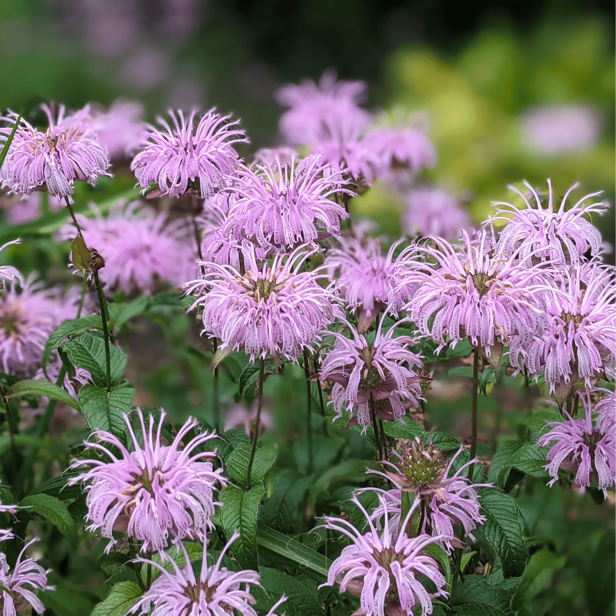 Wild Bergamot Bee Balm (Mintleaf) – 100 Seeds seed packet from Seed Therapy – American - grown, heirloom seeds