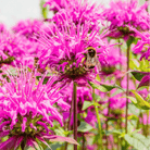 Wild Bergamot Bee Balm (Mintleaf) – 100 Seeds seed packet from Seed Therapy – American - grown, heirloom seeds