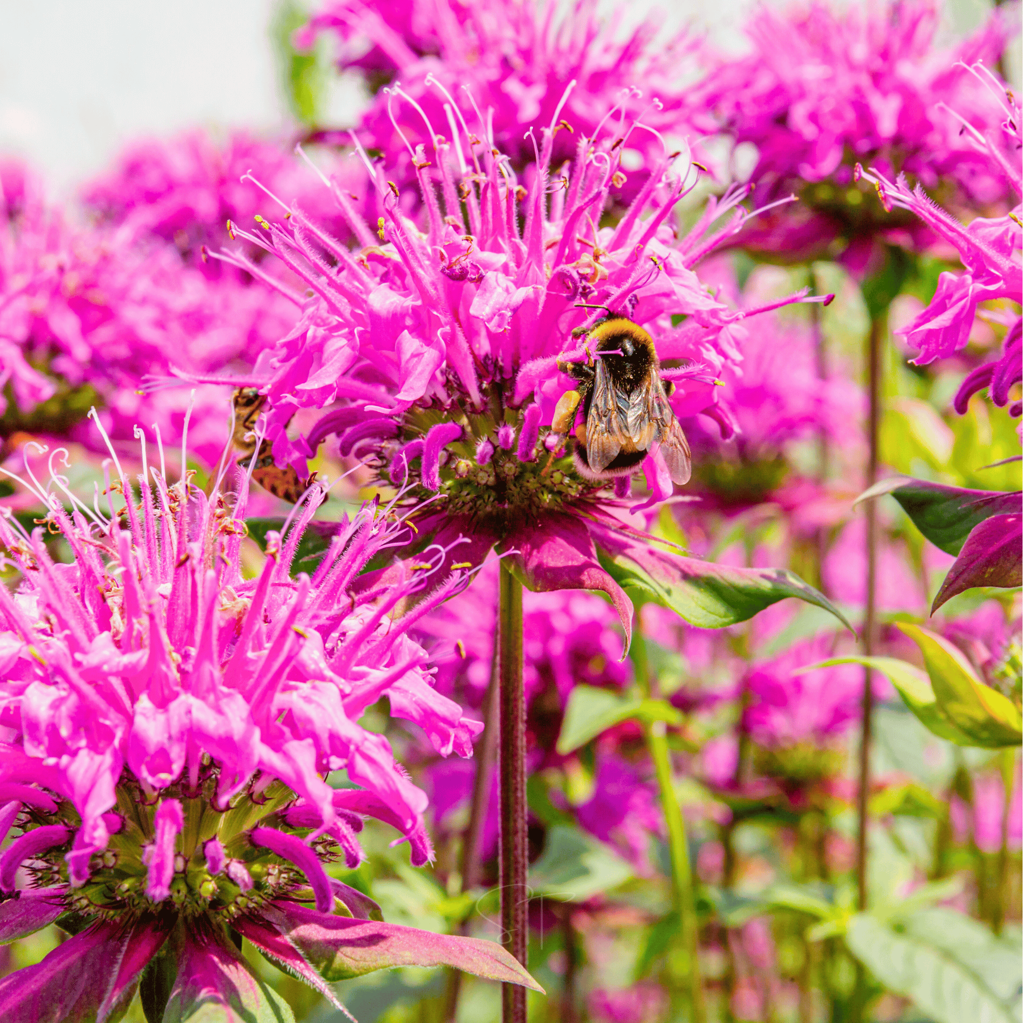 Wild Bergamot Bee Balm (Mintleaf) – 100 Seeds seed packet from Seed Therapy – American - grown, heirloom seeds