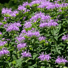 Wild Bergamot Bee Balm (Mintleaf) – 100 Seeds seed packet from Seed Therapy – American - grown, heirloom seeds