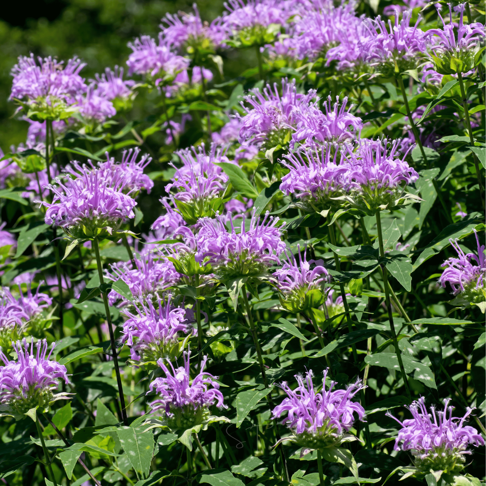Wild Bergamot Bee Balm (Mintleaf) – 100 Seeds seed packet from Seed Therapy – American - grown, heirloom seeds