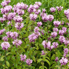 Wild Bergamot Bee Balm (Mintleaf) – 100 Seeds seed packet from Seed Therapy – American - grown, heirloom seeds