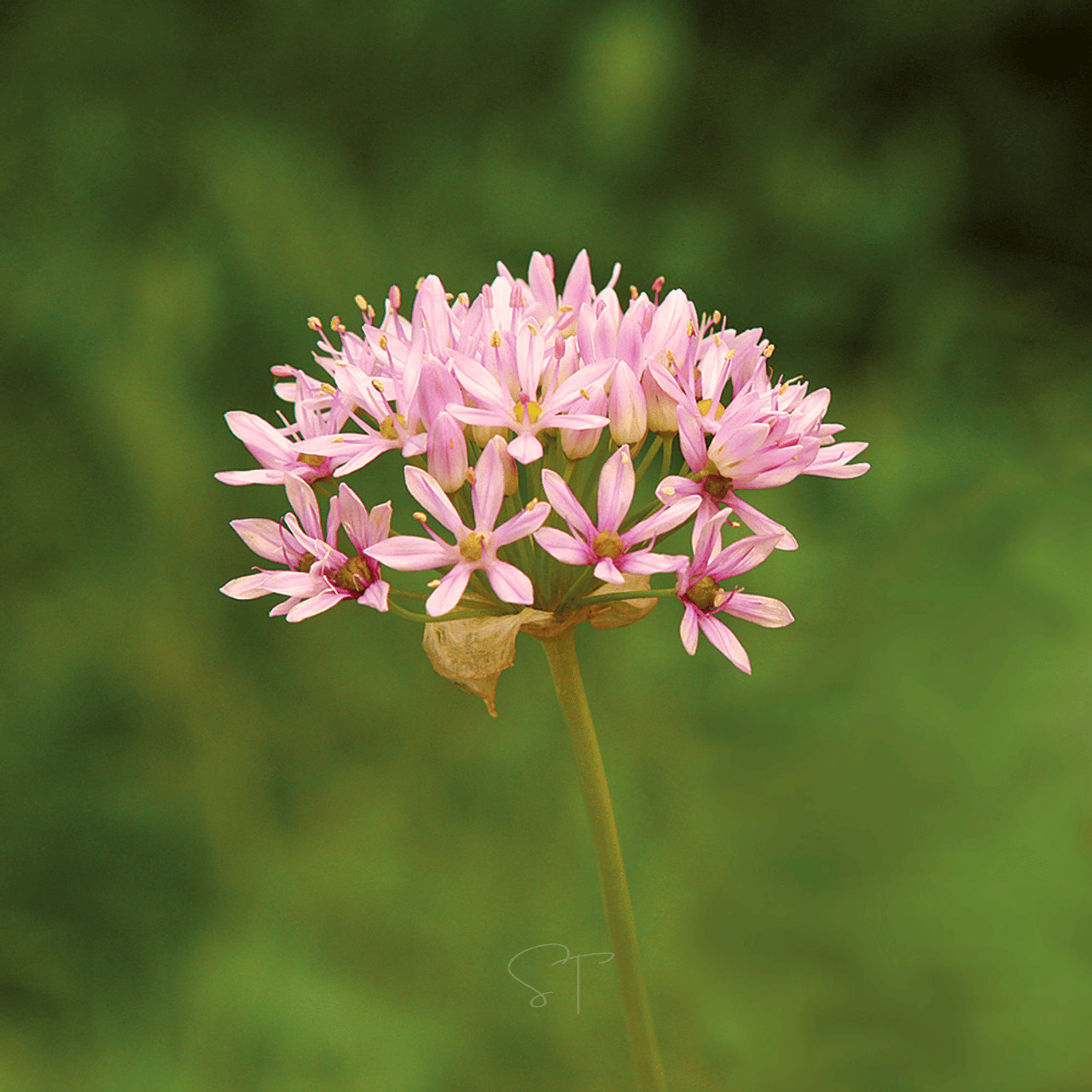 Wild Garlic – 25 Seeds seed packet from Seed Therapy – American - grown, heirloom seeds