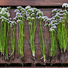 Wild Garlic – 25 Seeds seed packet from Seed Therapy – American - grown, heirloom seeds