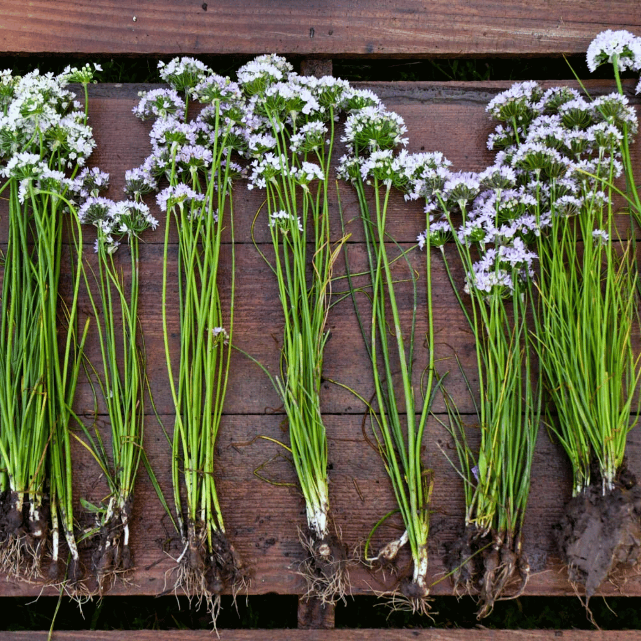 Wild Garlic – 25 Seeds seed packet from Seed Therapy – American - grown, heirloom seeds