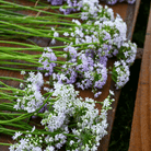 Wild Garlic – 25 Seeds seed packet from Seed Therapy – American - grown, heirloom seeds
