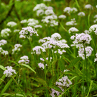 Wild Garlic – 25 Seeds seed packet from Seed Therapy – American - grown, heirloom seeds