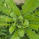 Wild Lettuce – 20 Seeds seed packet from Seed Therapy – American - grown, heirloom seeds