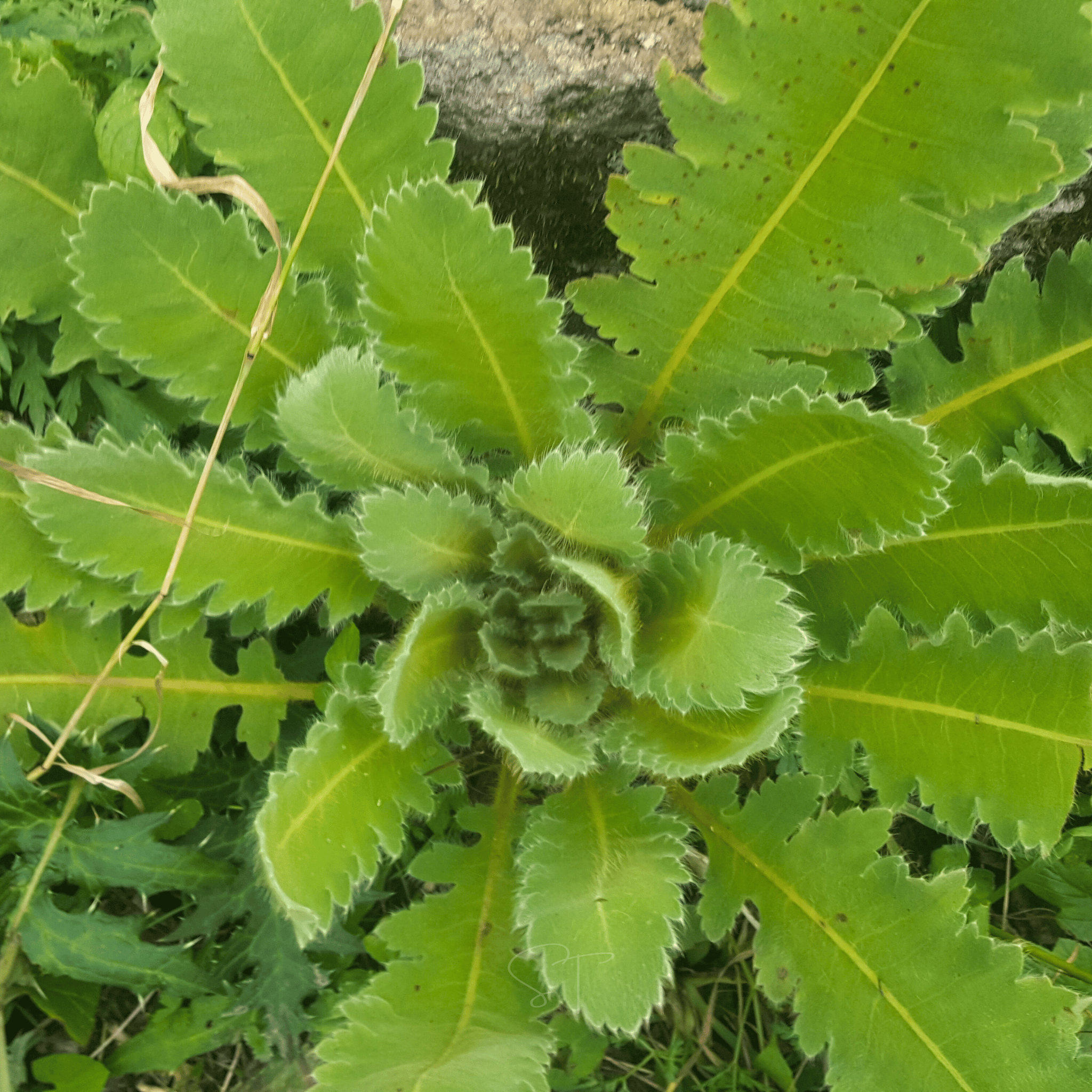 Wild Lettuce – 20 Seeds seed packet from Seed Therapy – American - grown, heirloom seeds