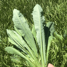 Wild Lettuce – 20 Seeds seed packet from Seed Therapy – American - grown, heirloom seeds