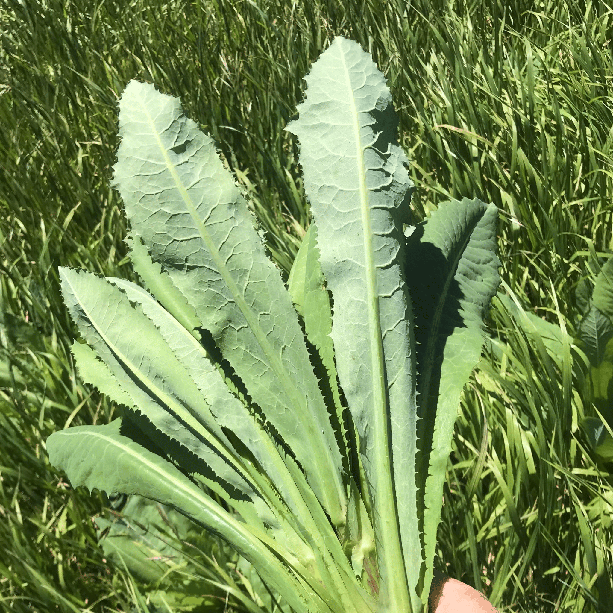 Wild Lettuce – 20 Seeds seed packet from Seed Therapy – American - grown, heirloom seeds