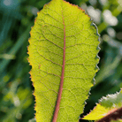 Wild Lettuce – 20 Seeds seed packet from Seed Therapy – American - grown, heirloom seeds