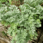 Wormwood – 200 Seeds seed packet from Seed Therapy – American - grown, heirloom seeds
