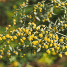 Wormwood – 200 Seeds seed packet from Seed Therapy – American - grown, heirloom seeds