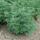 Wormwood – 200 Seeds seed packet from Seed Therapy – American - grown, heirloom seeds