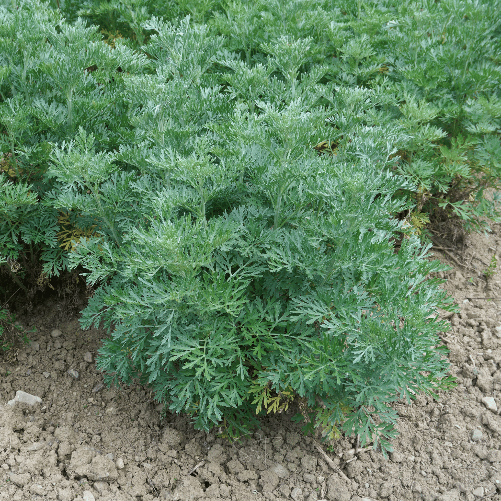 Wormwood – 200 Seeds seed packet from Seed Therapy – American - grown, heirloom seeds