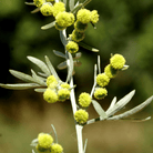 Wormwood – 200 Seeds seed packet from Seed Therapy – American - grown, heirloom seeds