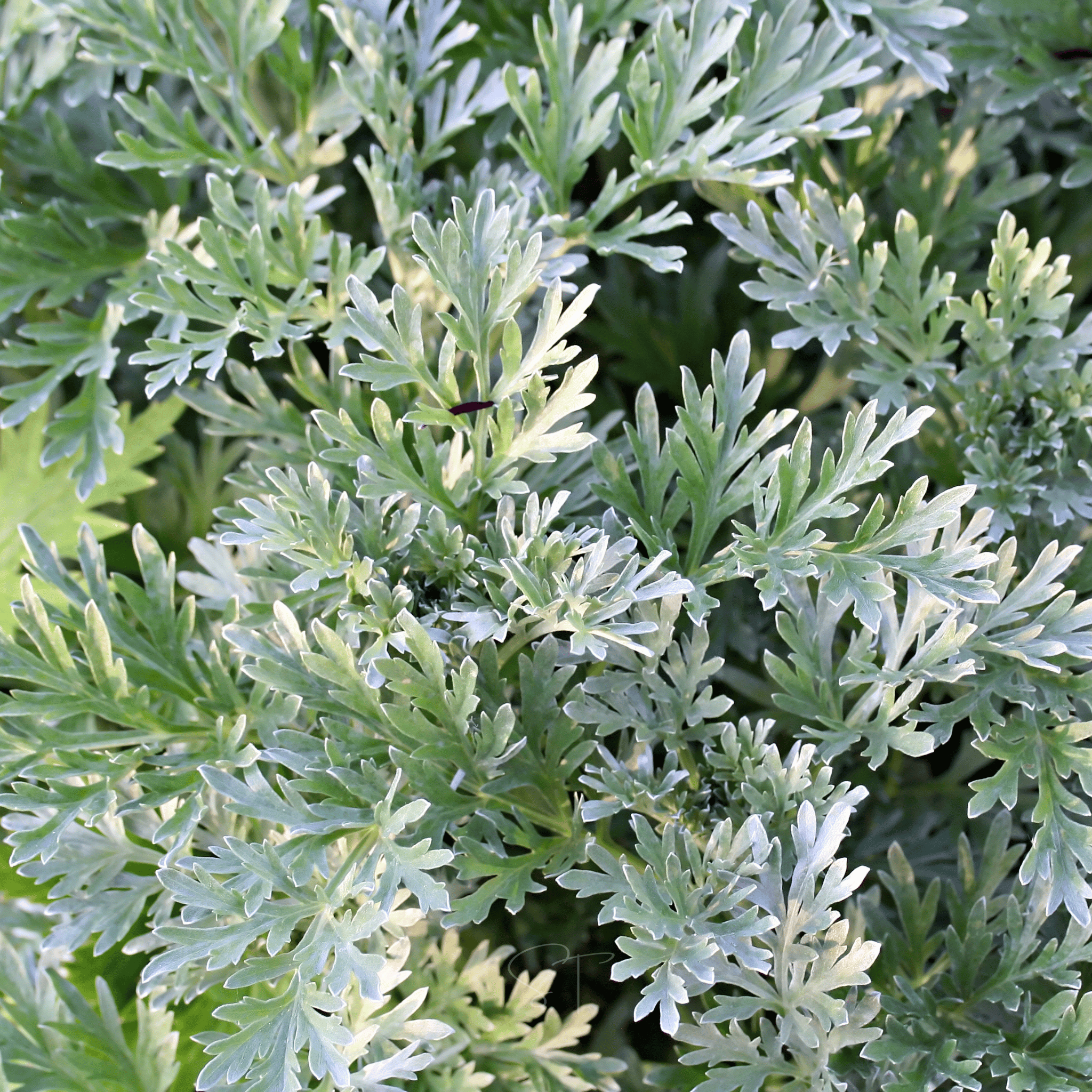 worm seed plant Wormwood (Artemisia absinthium) - 200 Seeds