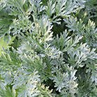 Wormwood – 200 Seeds seed packet from Seed Therapy – American - grown, heirloom seeds