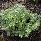 Wormwood – 200 Seeds seed packet from Seed Therapy – American - grown, heirloom seeds