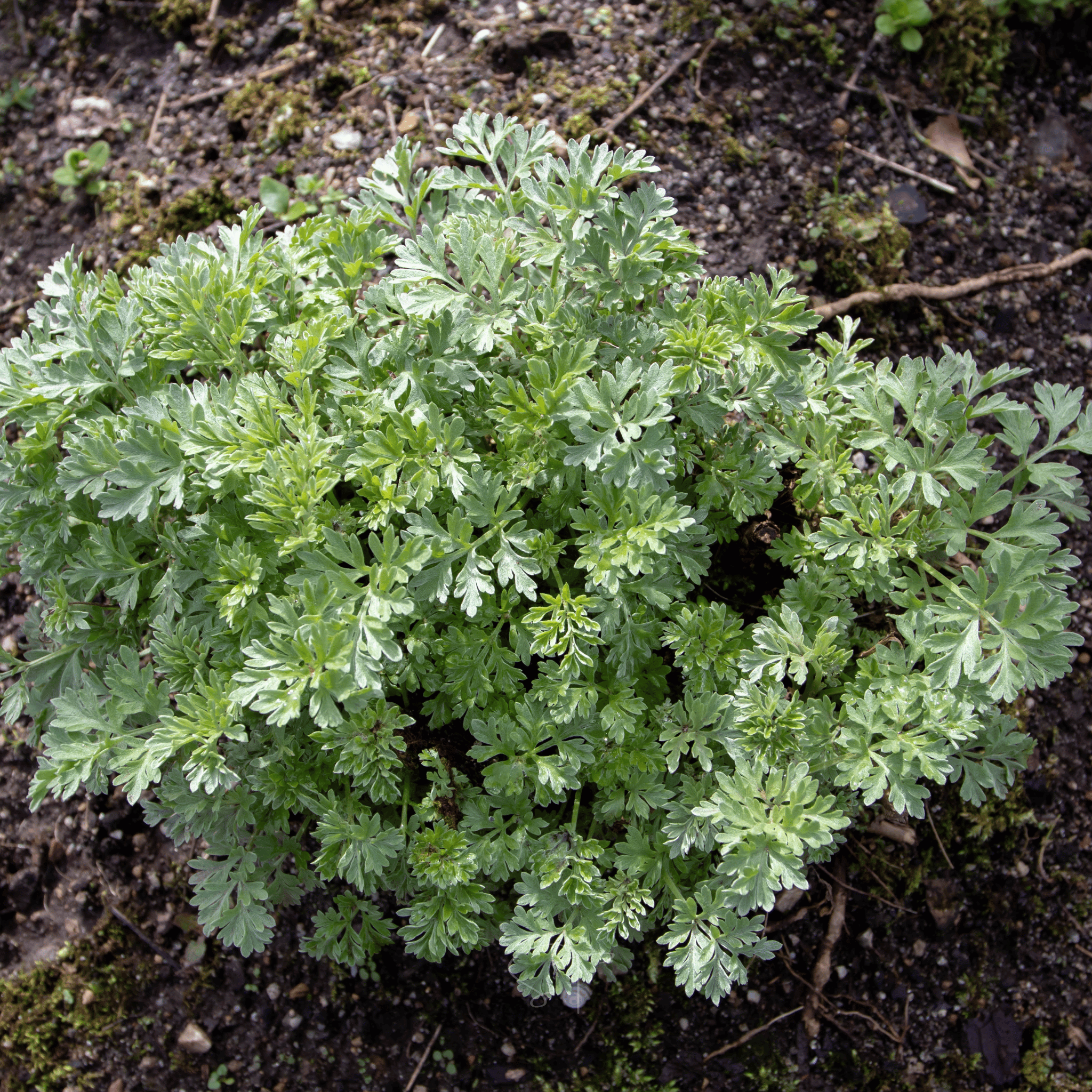 Wormwood – 200 Seeds seed packet from Seed Therapy – American - grown, heirloom seeds