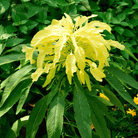 Yellow Amaranth – 100 Seeds seed packet from Seed Therapy – American - grown, heirloom seeds