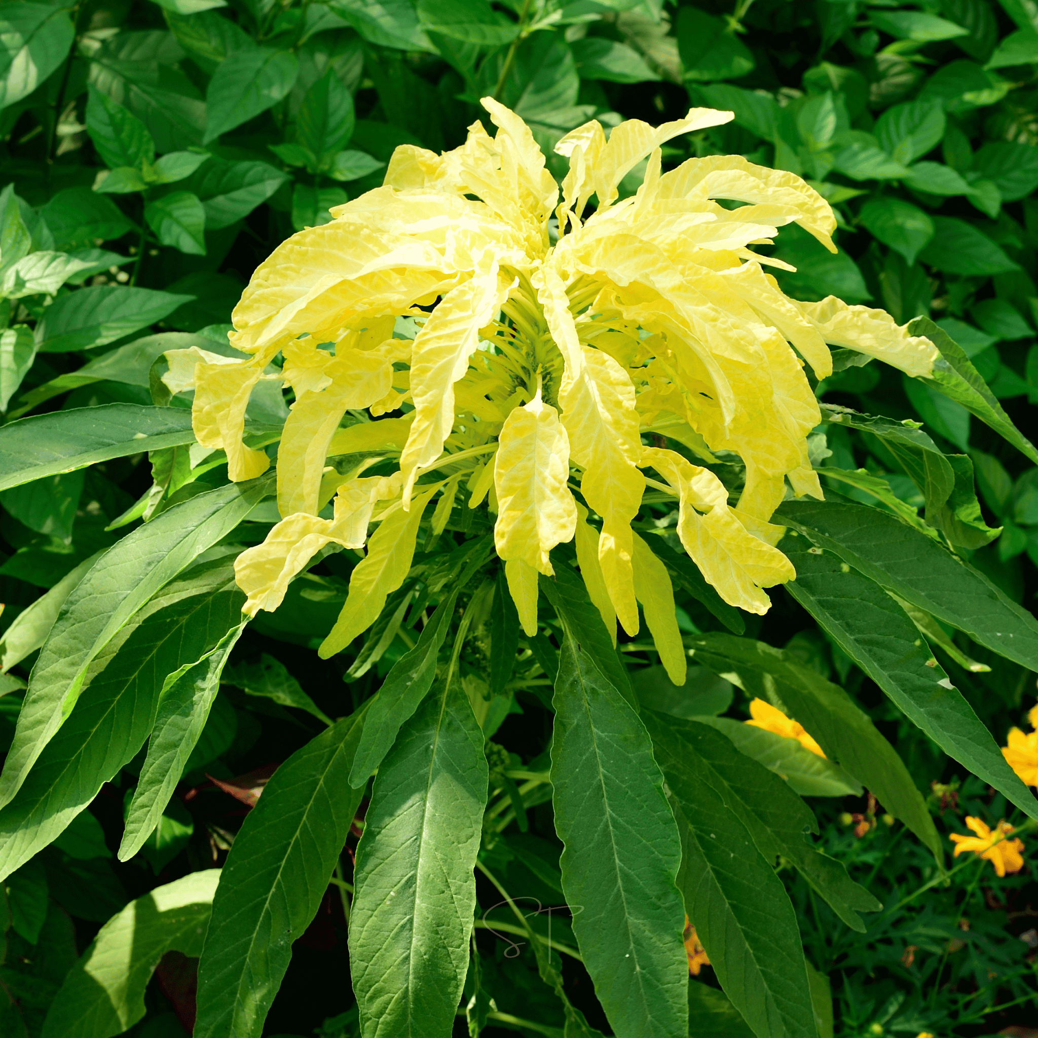 Yellow Amaranth – 100 Seeds seed packet from Seed Therapy – American - grown, heirloom seeds