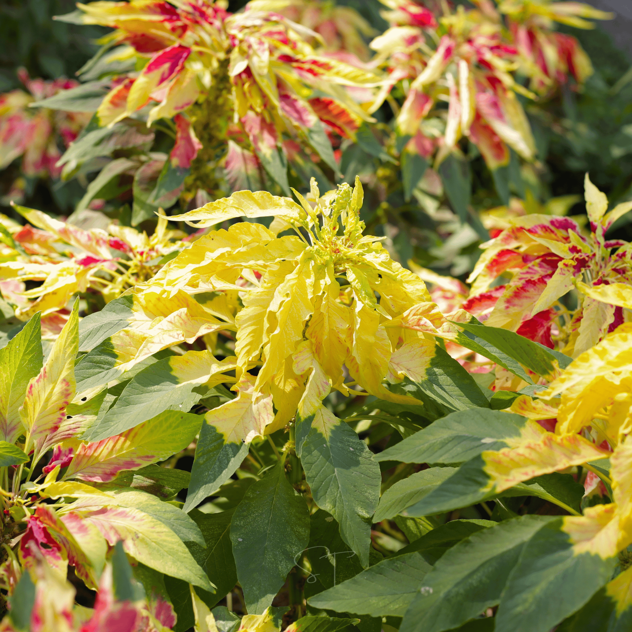 Yellow Amaranth – 100 Seeds seed packet from Seed Therapy – American - grown, heirloom seeds
