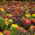 Yellow Amaranth – 100 Seeds seed packet from Seed Therapy – American - grown, heirloom seeds