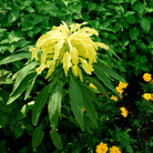 Yellow Amaranth – 100 Seeds seed packet from Seed Therapy – American - grown, heirloom seeds